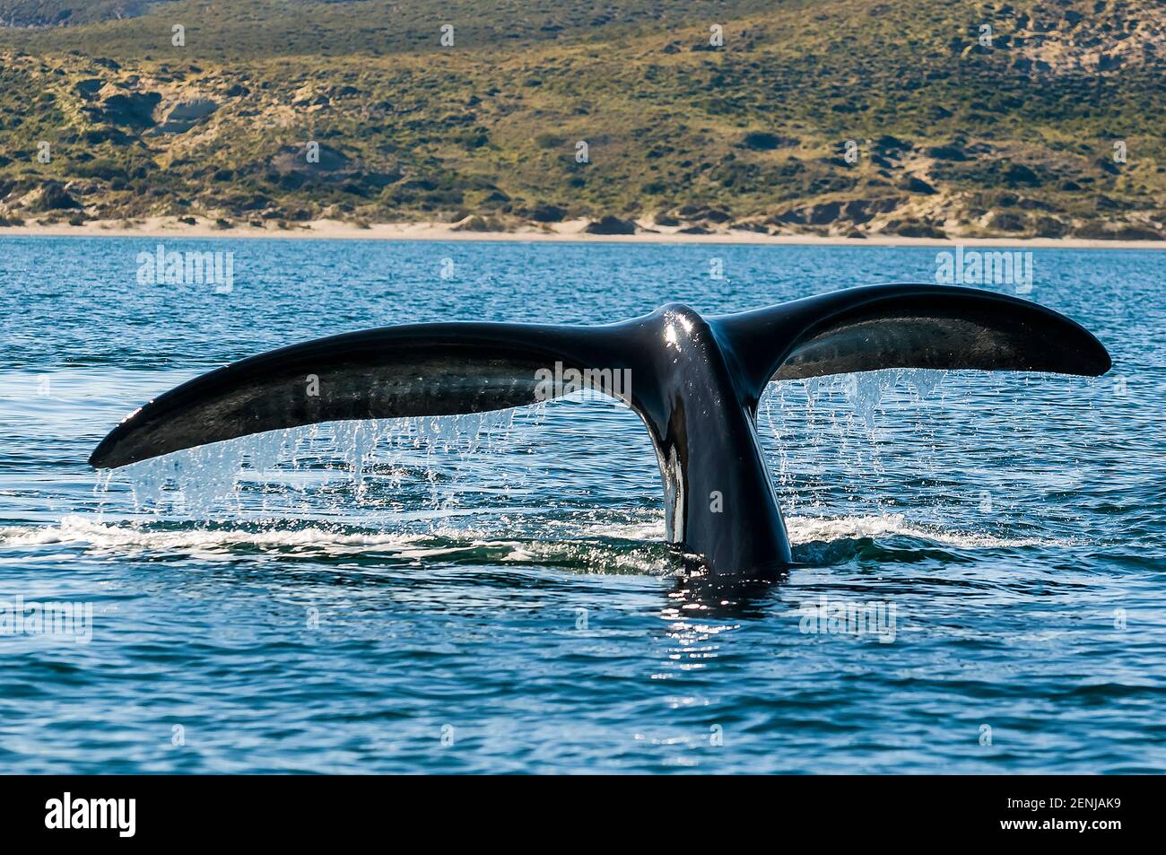 Coda di balena destra, Peninsula Valdes, Patagonia, Argentina Foto Stock