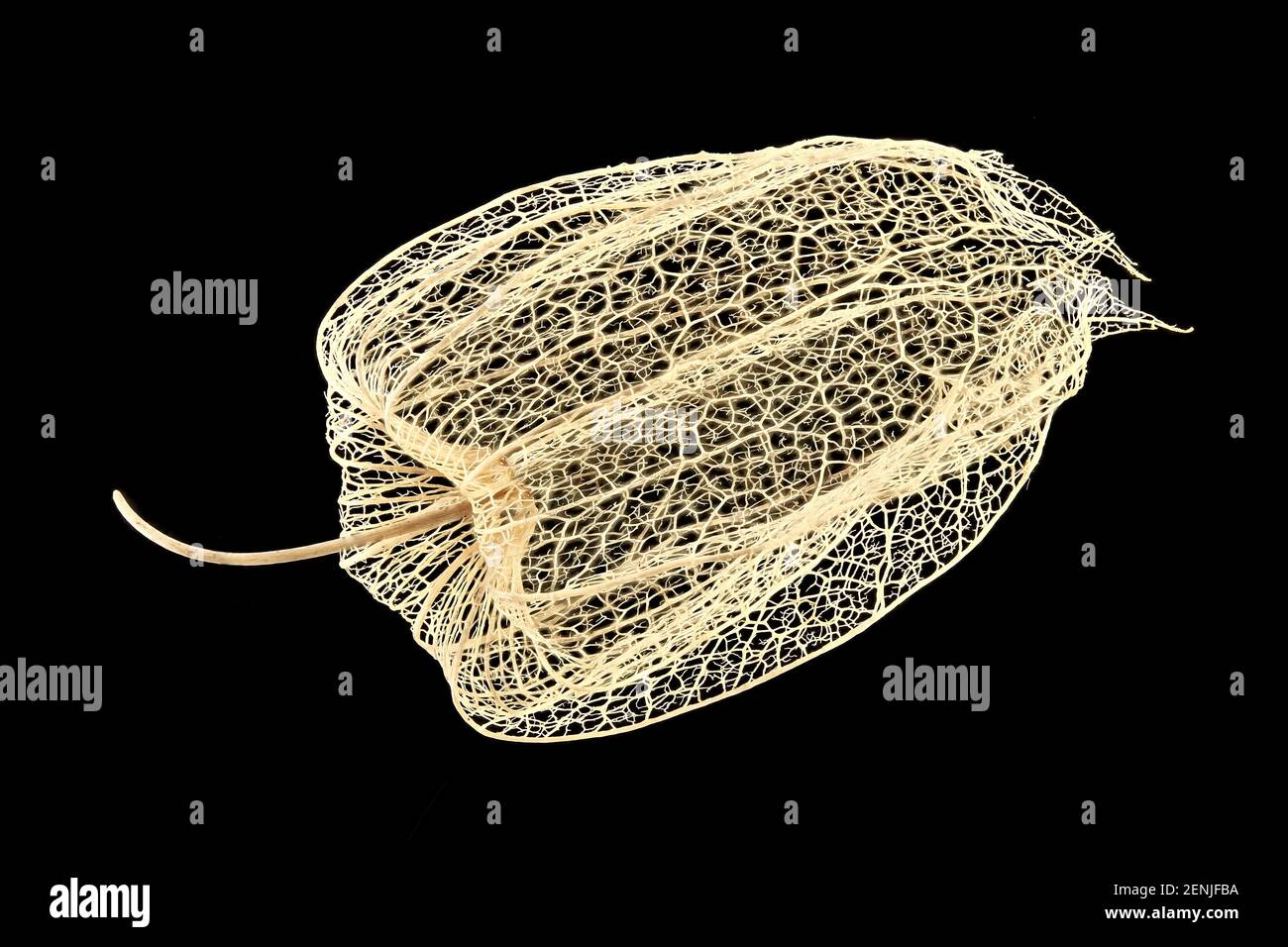Physalis peruviana, uva spina, Kapstachelbeere, primo piano, calice Foto Stock