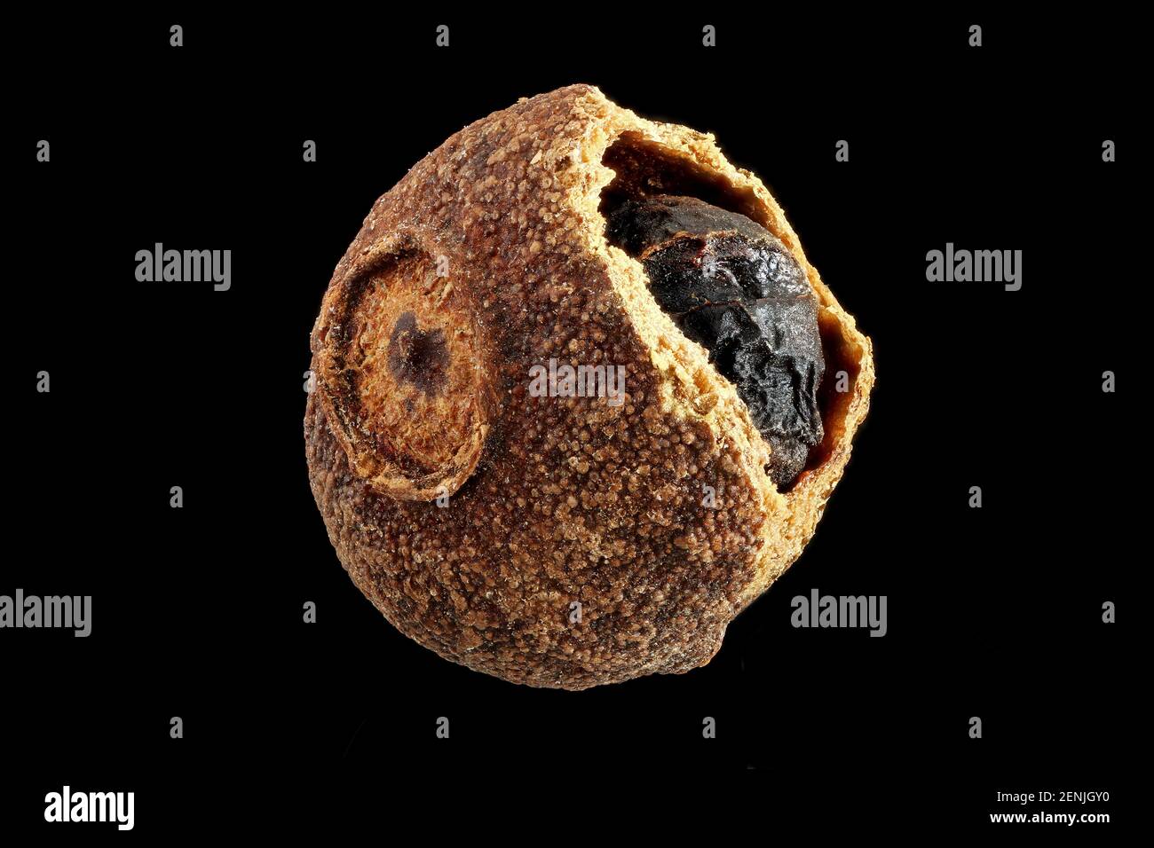 Pimenta dioica, allspice, pimento, primo piano, frutta con semi, frutta secca non matura Foto Stock