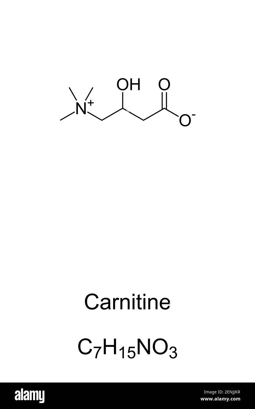 Formula chimica della carnitina e struttura scheletrica. Composto, coinvolto nel metabolismo nella maggior parte dei mammiferi, piante e alcuni batteri. Foto Stock