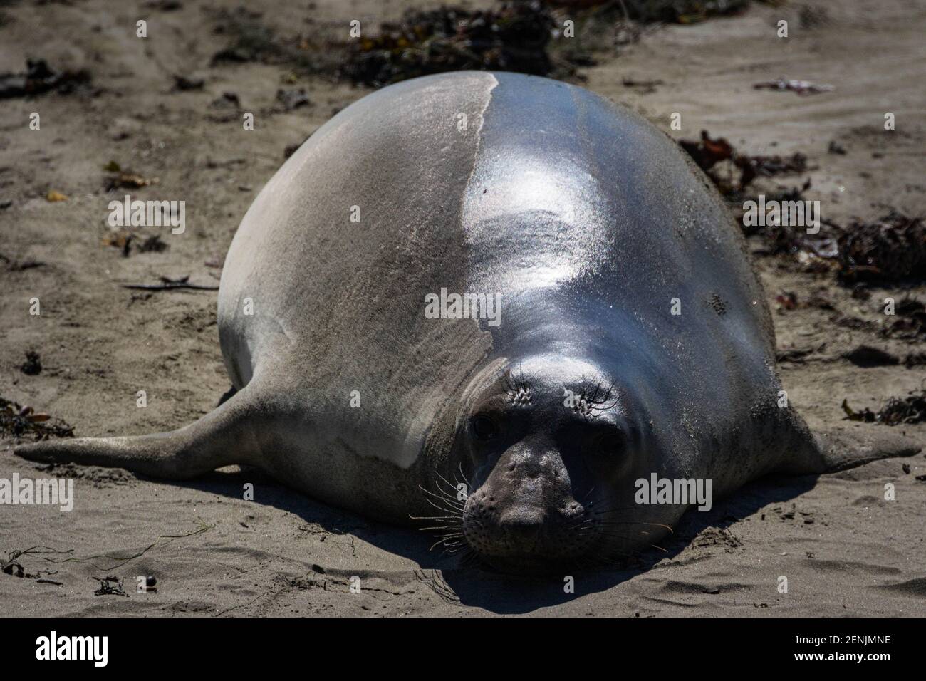 Foca dell'Elefante Settentrionale (Mirounga angustirostris) sulla spiaggia, California Foto Stock