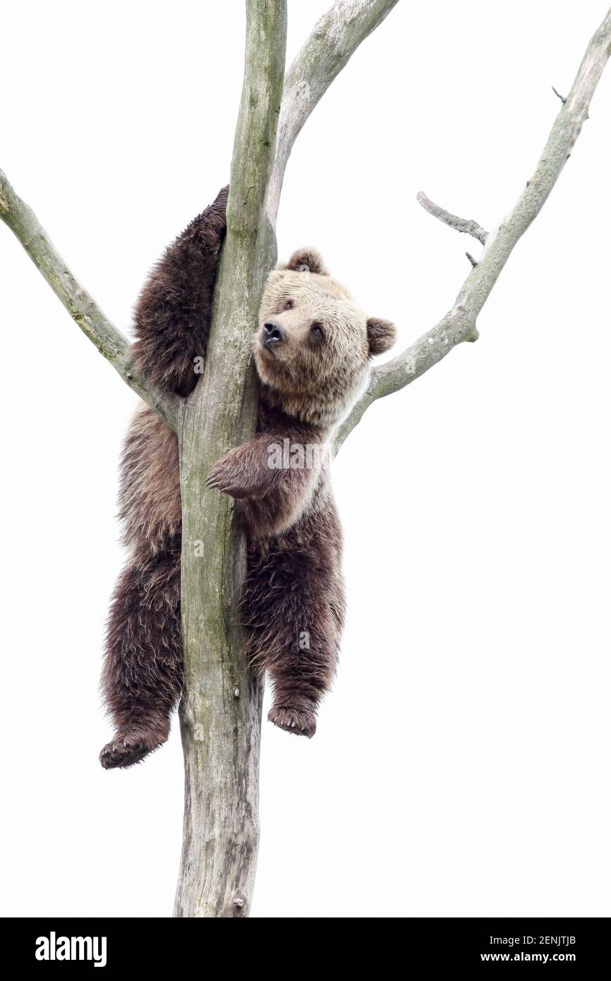 Giovani orso bruno in una struttura ad albero Foto Stock