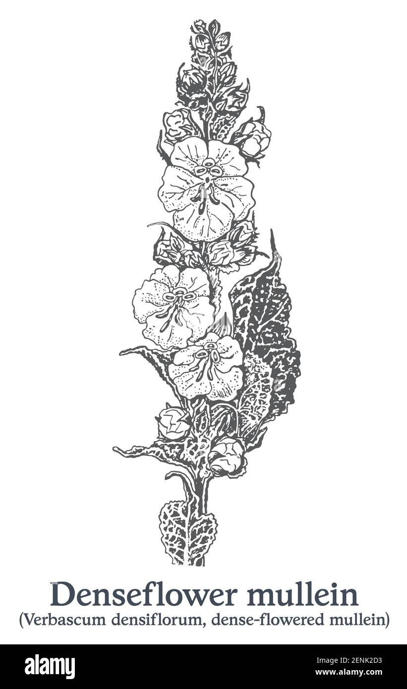 Mullein di Denseflower. Pianta disegnata a mano vettoriale. Disegno di piante medicinali vintage. Illustrazione Vettoriale