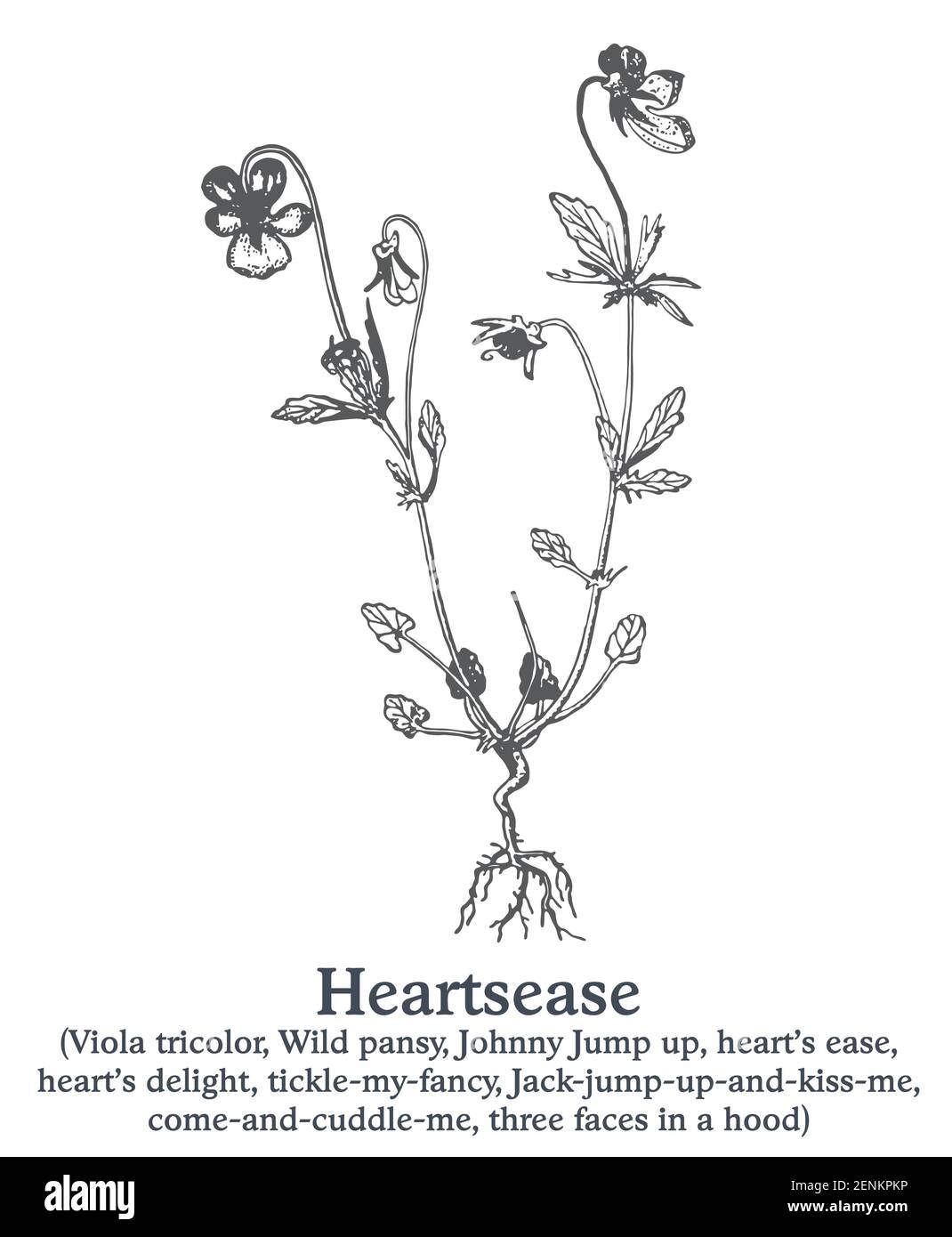 Heartsease. Pianta disegnata a mano vettoriale. Disegno di piante medicinali vintage. Illustrazione Vettoriale