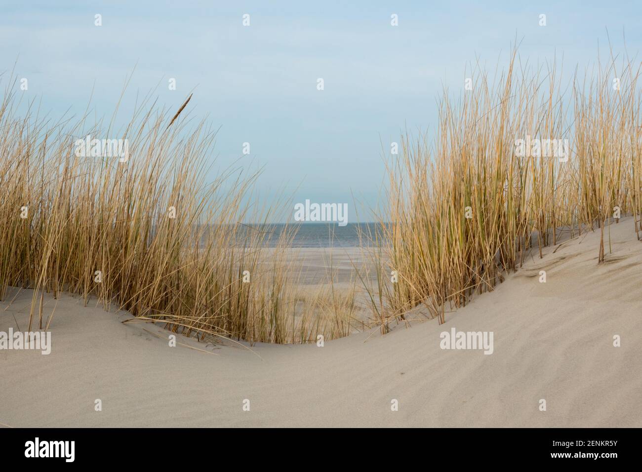 Vista sulla spiaggia e sul mare tra l'erba arenata di Marram su una cima di dune in inverno Foto Stock