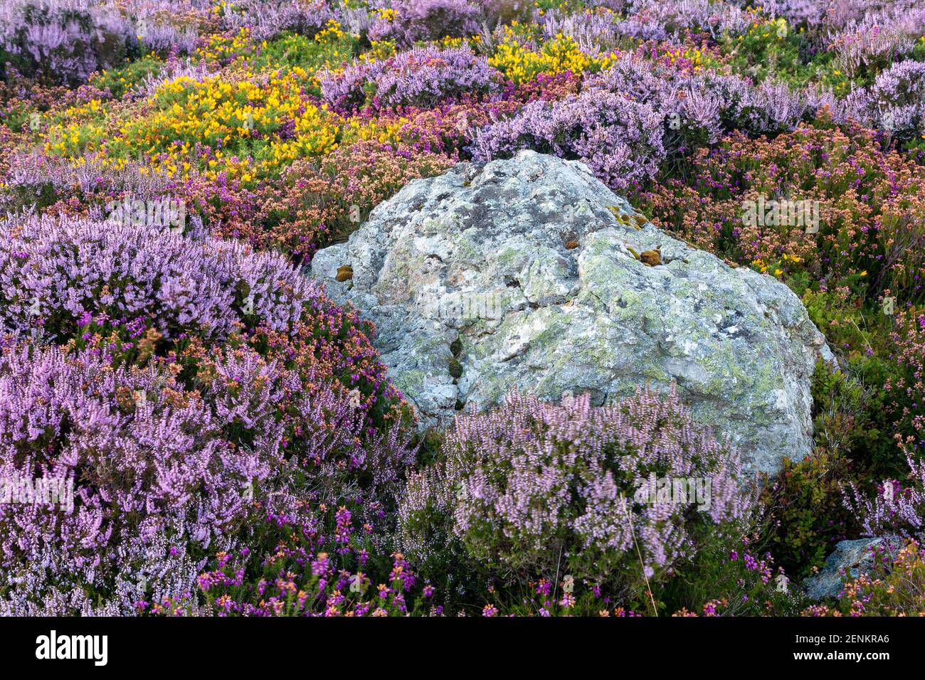 Heather e la gola a Sychnant Pass, Galles del Nord Foto Stock