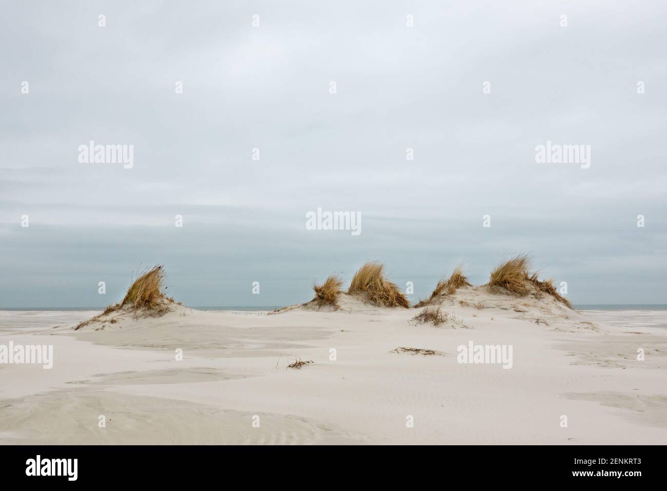 Formazione di dune: Piccole dune coltivate con erba di Marram su una spiaggia ventosa e vasta sotto un cielo grigio e nuvoloso Foto Stock