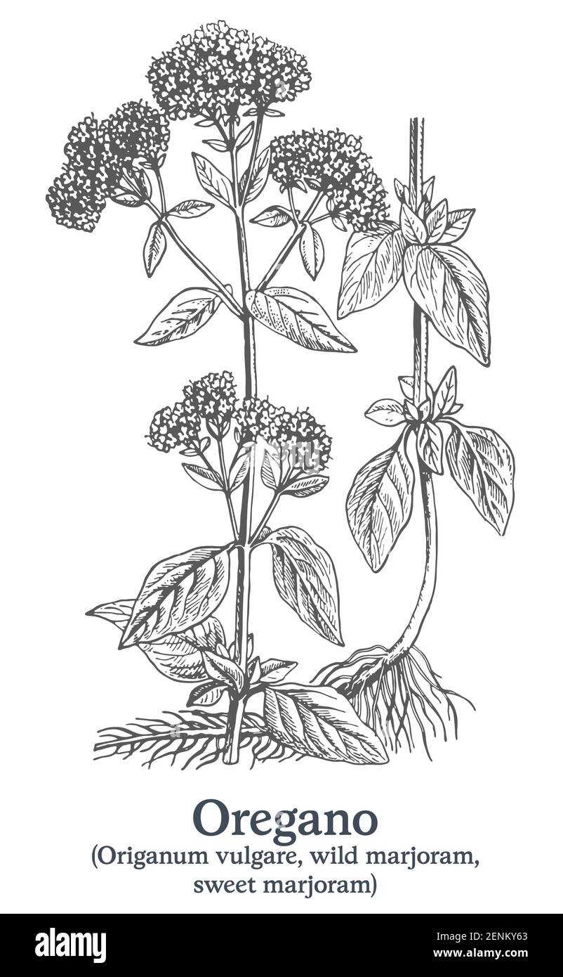 Origano. Pianta disegnata a mano vettoriale. Disegno di piante medicinali vintage. Illustrazione Vettoriale