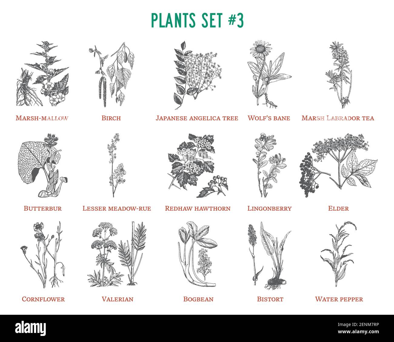 Insieme di piante disegnate a mano vettoriale Illustrazione Vettoriale