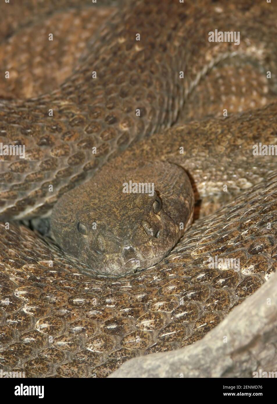 Closeup di rattlesnake diamondback occidentale o Texas Diamond-back , Crotalus atrox Foto Stock