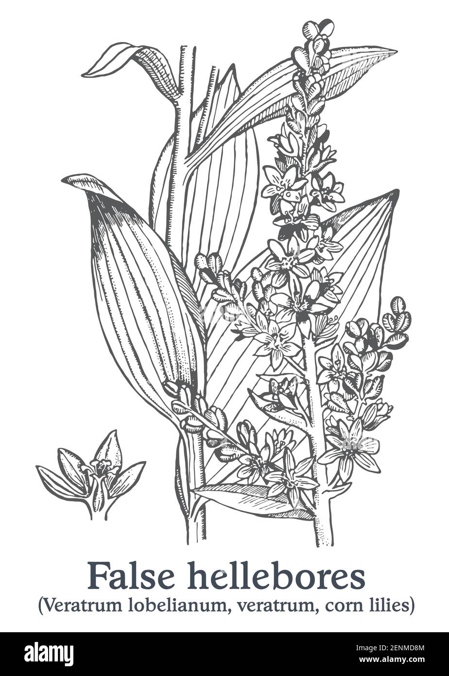 Falsi fori di supporto. Pianta disegnata a mano vettoriale. Disegno di piante medicinali vintage. Illustrazione Vettoriale