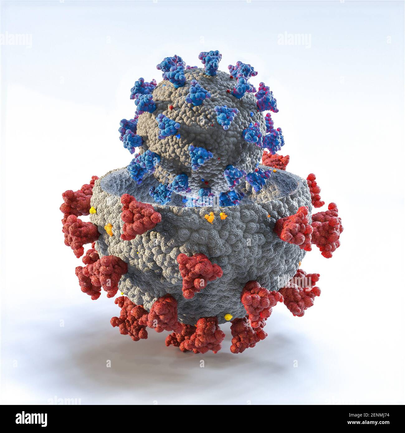 variante del coronavirus covid-19. rendering 3d. Foto Stock