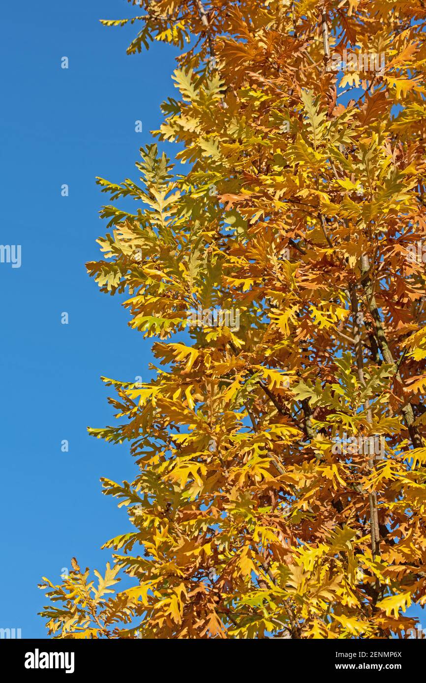 Foglie di quercia inglese, Quercus robur, in autunno Foto Stock