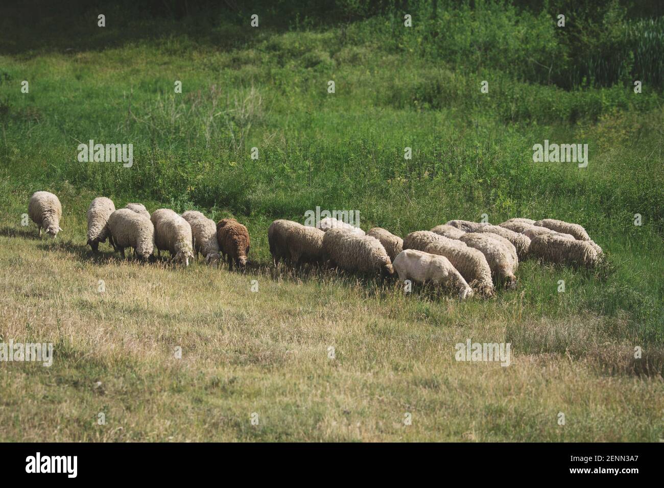 Un gregge di pecore al centro, mangiando erba durante una calda giornata estiva in una zona rurale lontana. Spazio di copia in alto e in basso. Foto Stock