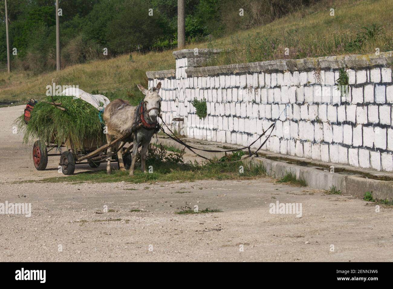 Mulo a sinistra con un carro pieno di erba. Foto di campagna di un asino imbrigliato con un carro, pieno di pula e grano. Foto Stock