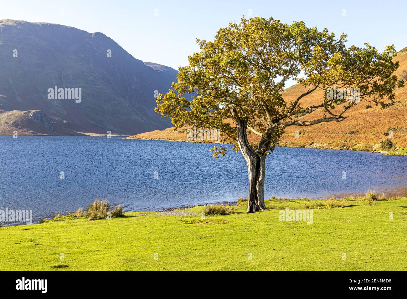 Luce serale su un piccolo albero di querce a Buttermere nel Parco Nazionale del Distretto Inglese dei Laghi, Cumbria UK Foto Stock