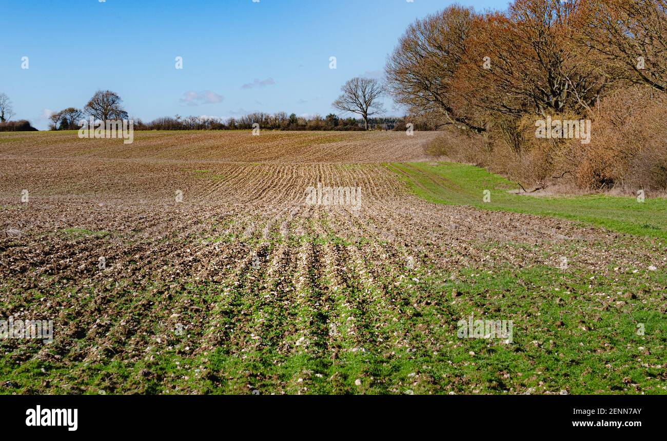 Terreno agricolo aperto arato a Flamstead, Hertfordshire Foto Stock