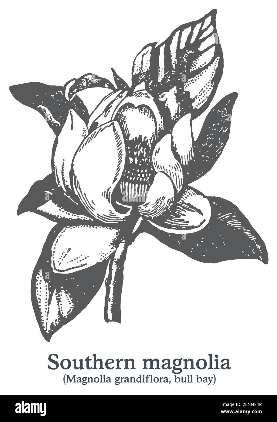 magnolia meridionale. Pianta disegnata a mano vettoriale. Disegno di piante medicinali vintage. Illustrazione Vettoriale