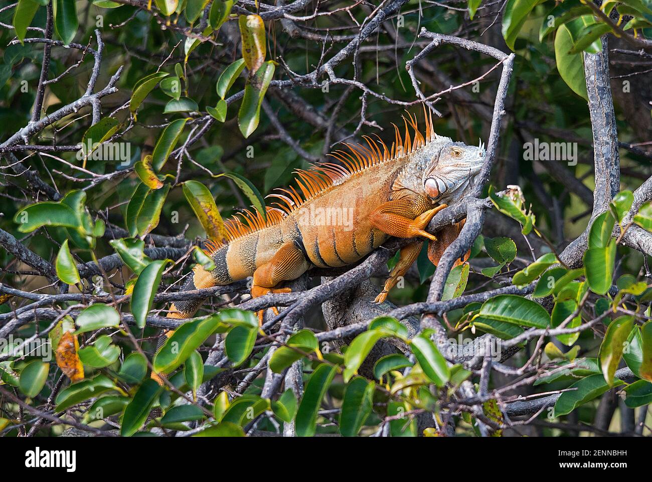 Ritratto dell'Iguana Foto Stock