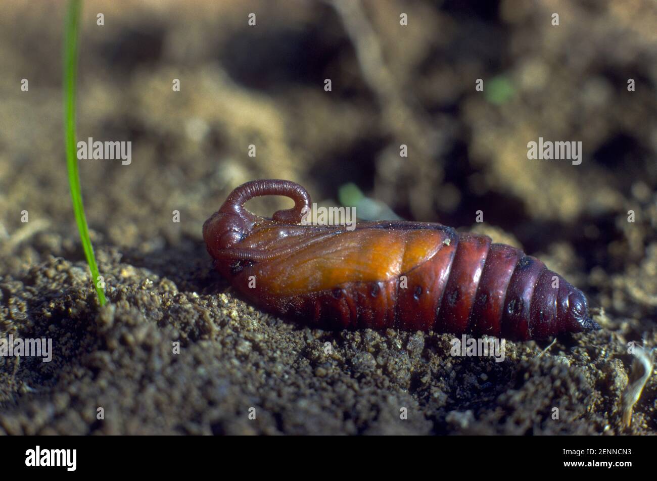 Convolvulus Hawkmoth, Agrius convolvuli. Pupa Foto Stock