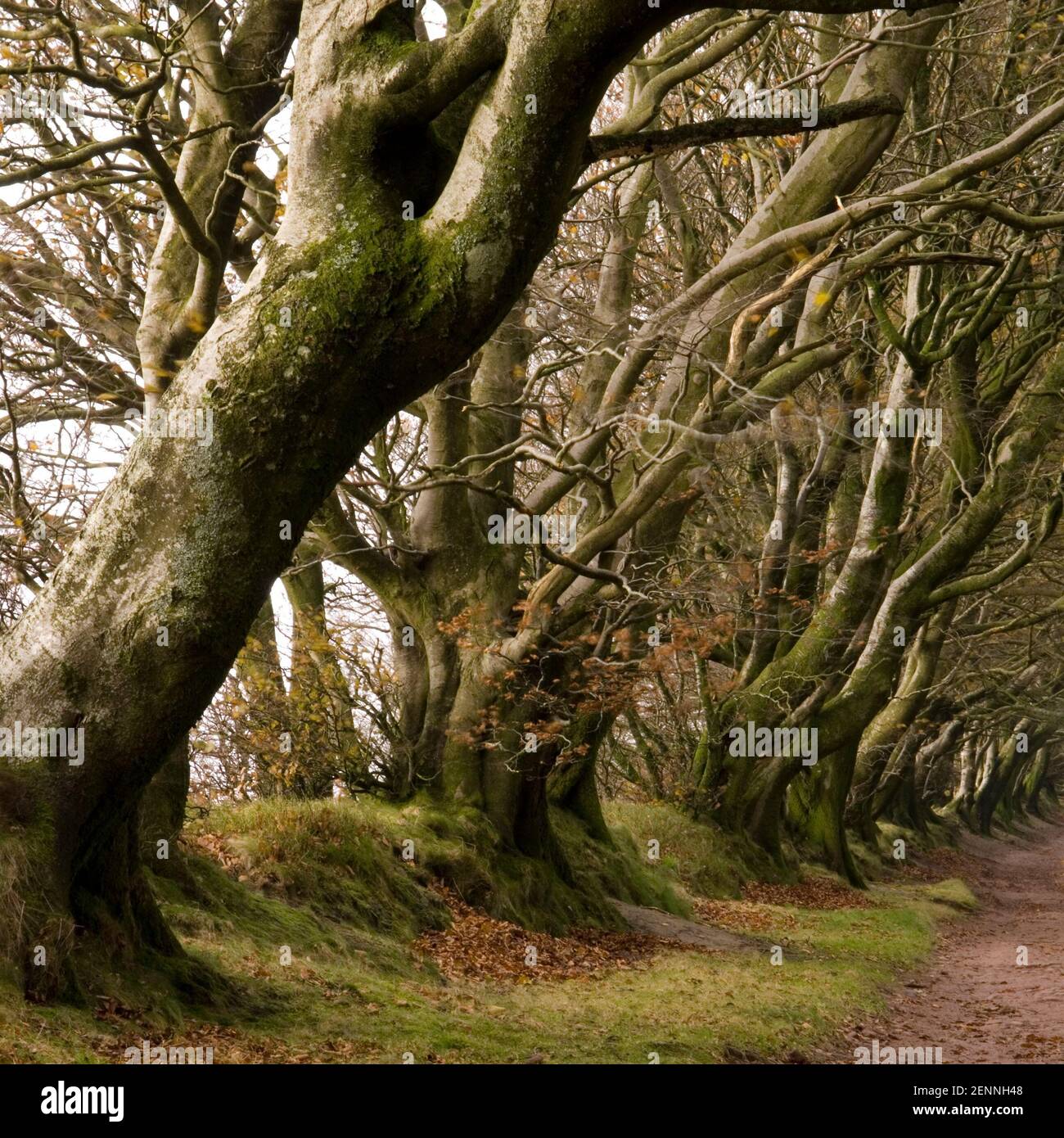 Viale di alberi di faggio, Triscombe, Quantock Hills Foto Stock