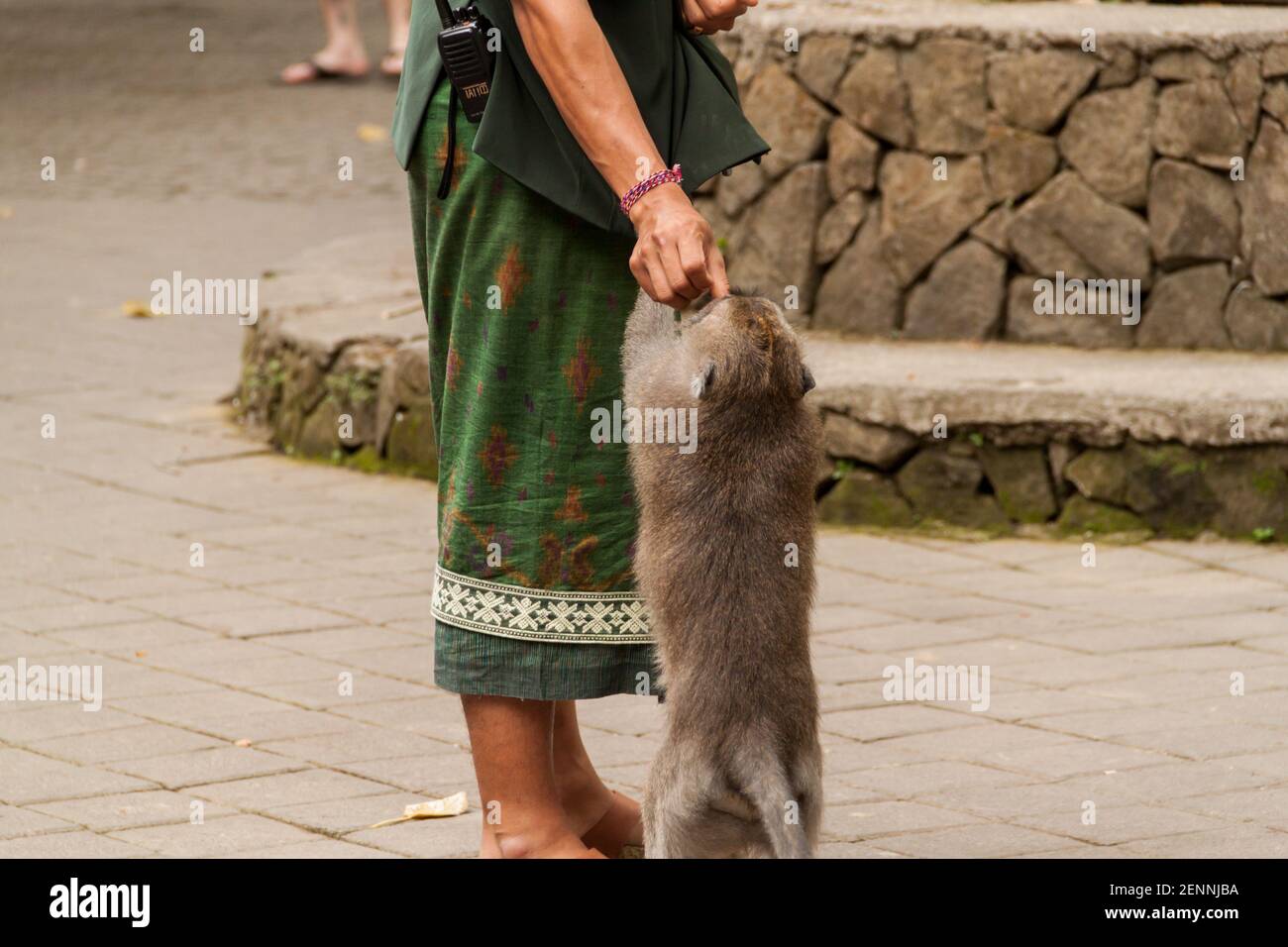 Un custode balinese nei suoi abiti tradizionali sta alimentando un Macaco a coda lunga (macaca fascicularis) alla Foresta delle scimmie Sacra Foto Stock