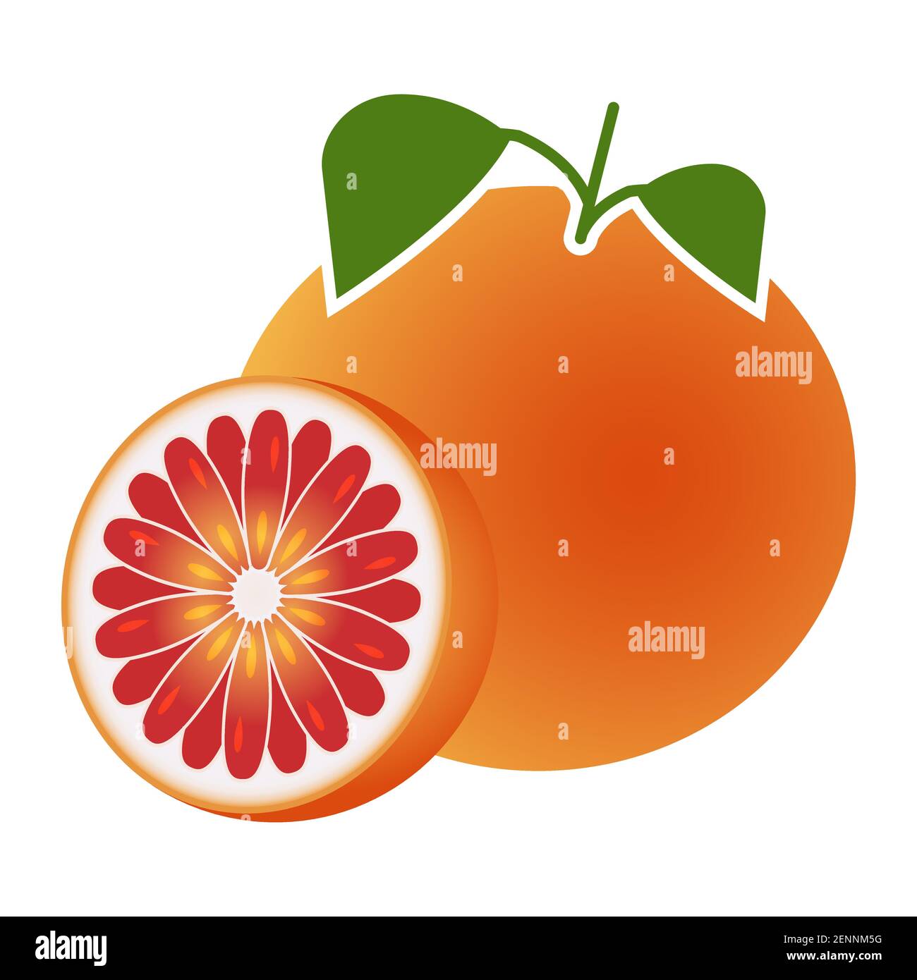 pomelo e pompelmo a fette a colori per applicazioni e siti web Illustrazione Vettoriale