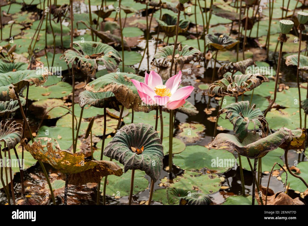 Fiore rosa di loto al Tempio di Saraswati presso il Palazzo di Ubud A Bali Foto Stock