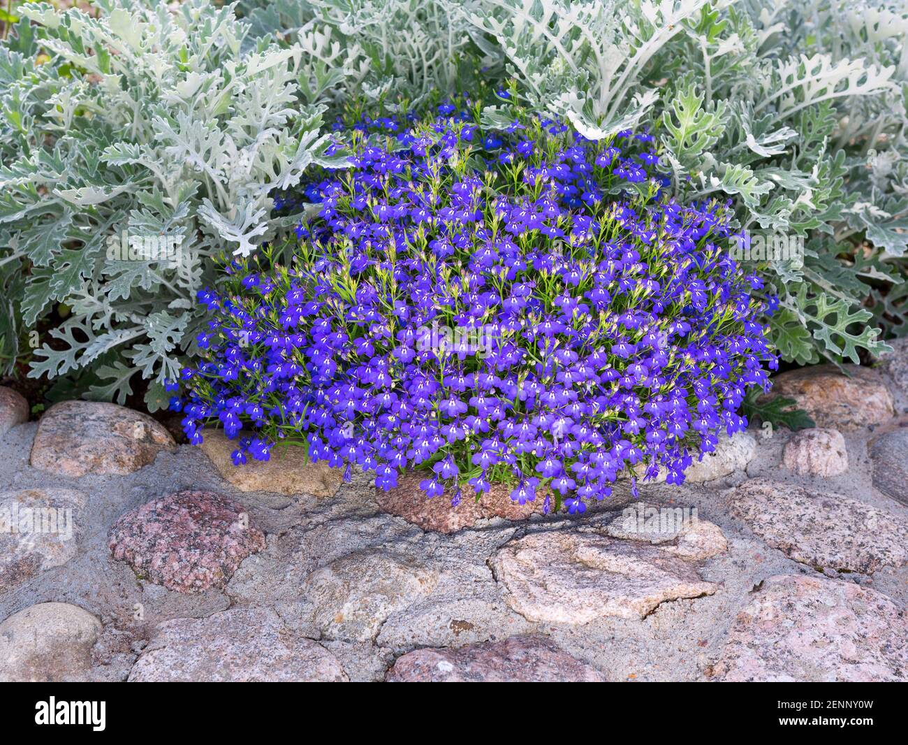 Decorato fiorito con pietre e cespugli come elementi decorativi. Progettazione paesaggistica. Architettura paesaggistica in pietra nel giardino domestico. Foto Stock