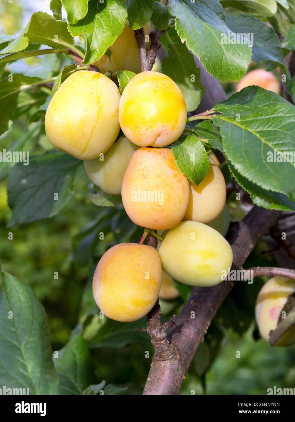 Prugna con frutti di prugna maturi. Rami con frutti succosi sulla luce del tramonto. Primo piano delle prugne mature sul ramo. Pianta organica di prugne in un frutteto. Pl Foto Stock