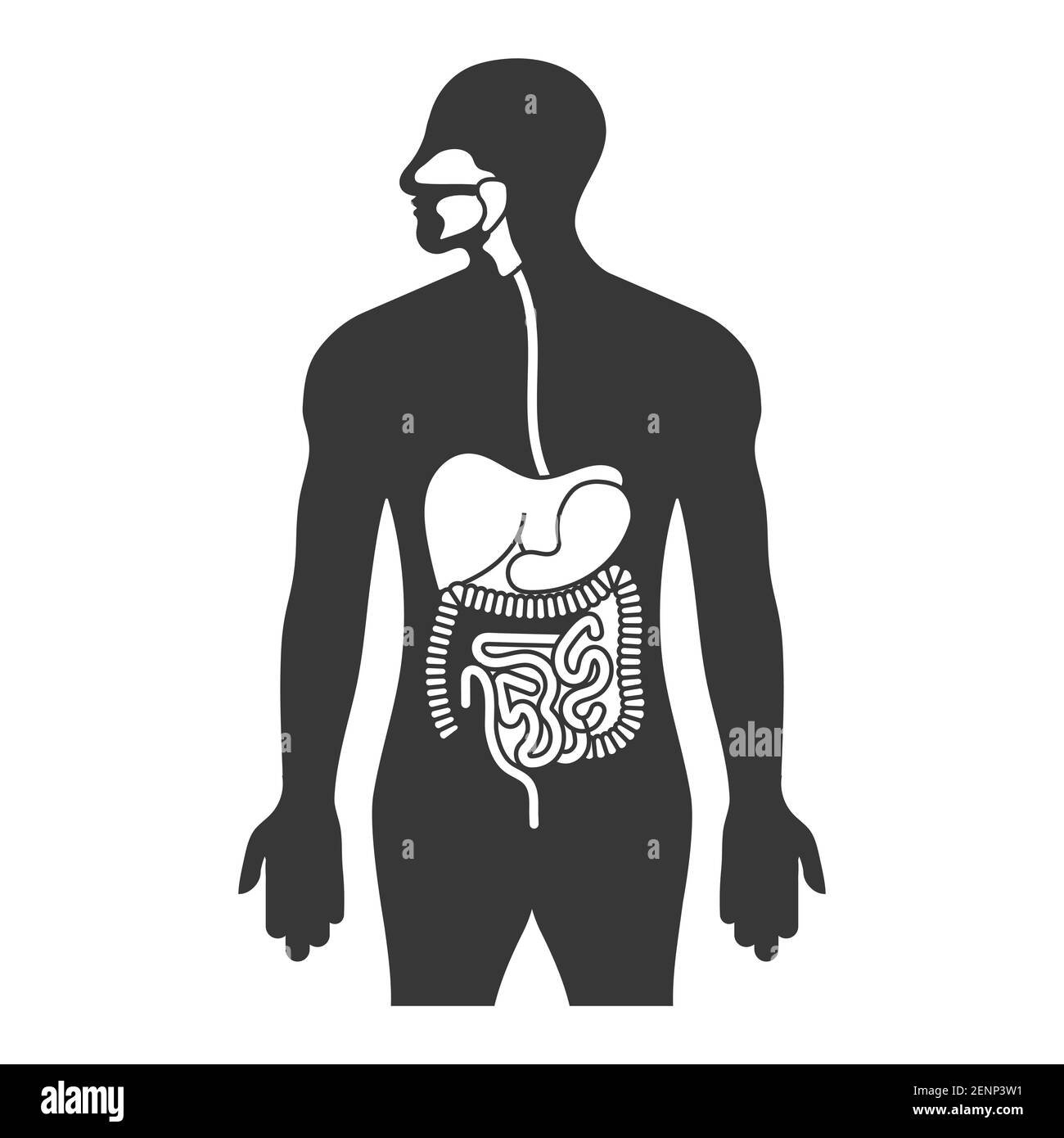 Tratto gastrointestinale umano o sistema digestivo icona piatta per le app e siti web Illustrazione Vettoriale