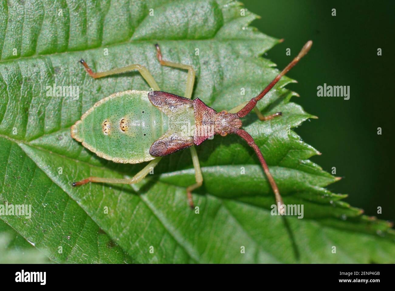 Primo piano di una ninfa verde del bug box , Gonocerus acuteangulatus , solarium su una foglia verde. Foto Stock