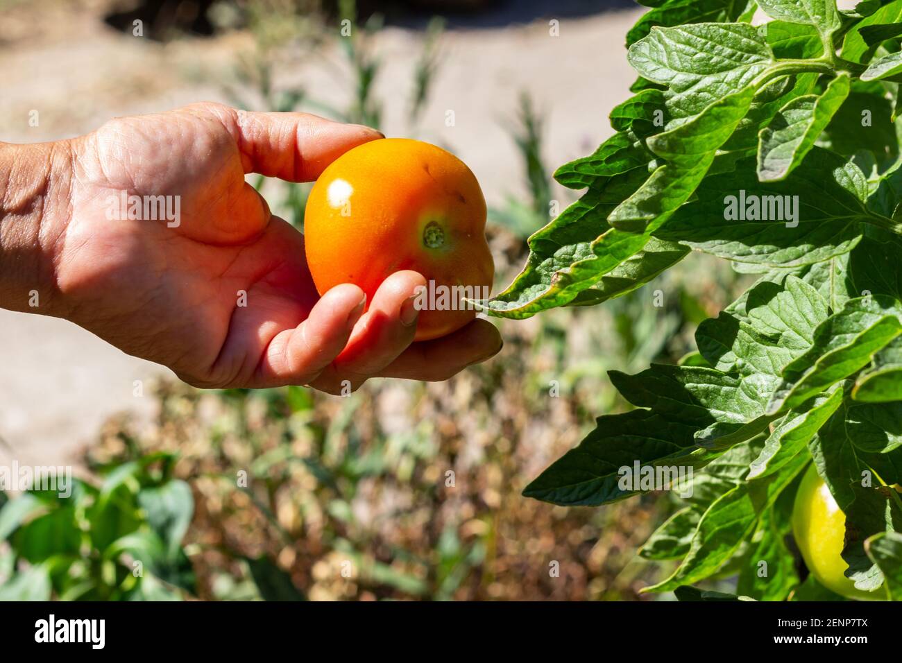 Raccolta di pomodoro in giardino Foto Stock