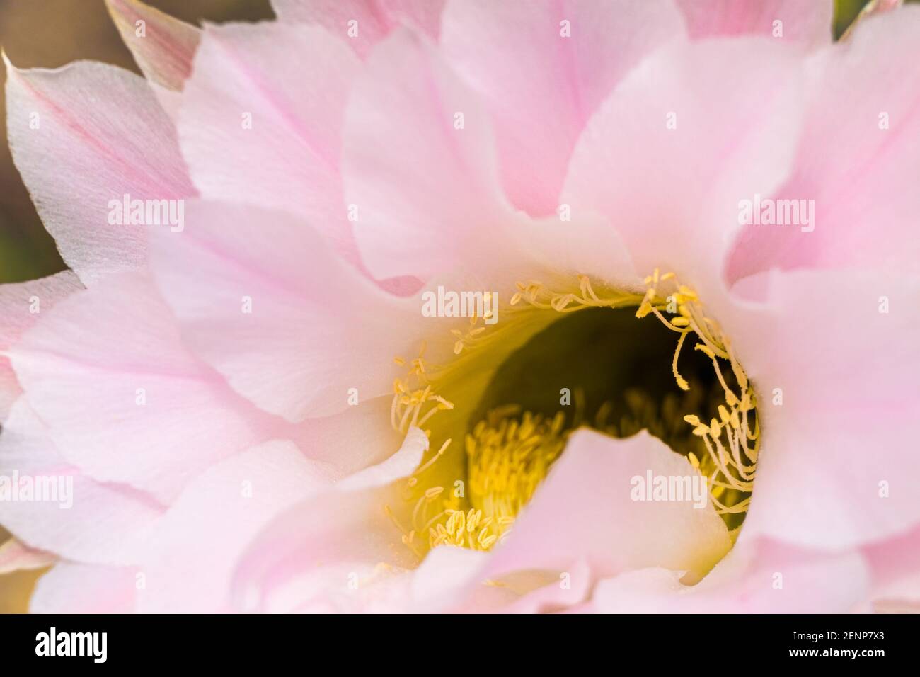 Vista macro delle antere gialle. Fiore rosa di cactus sfocato. Natura sfondo. Foto Stock