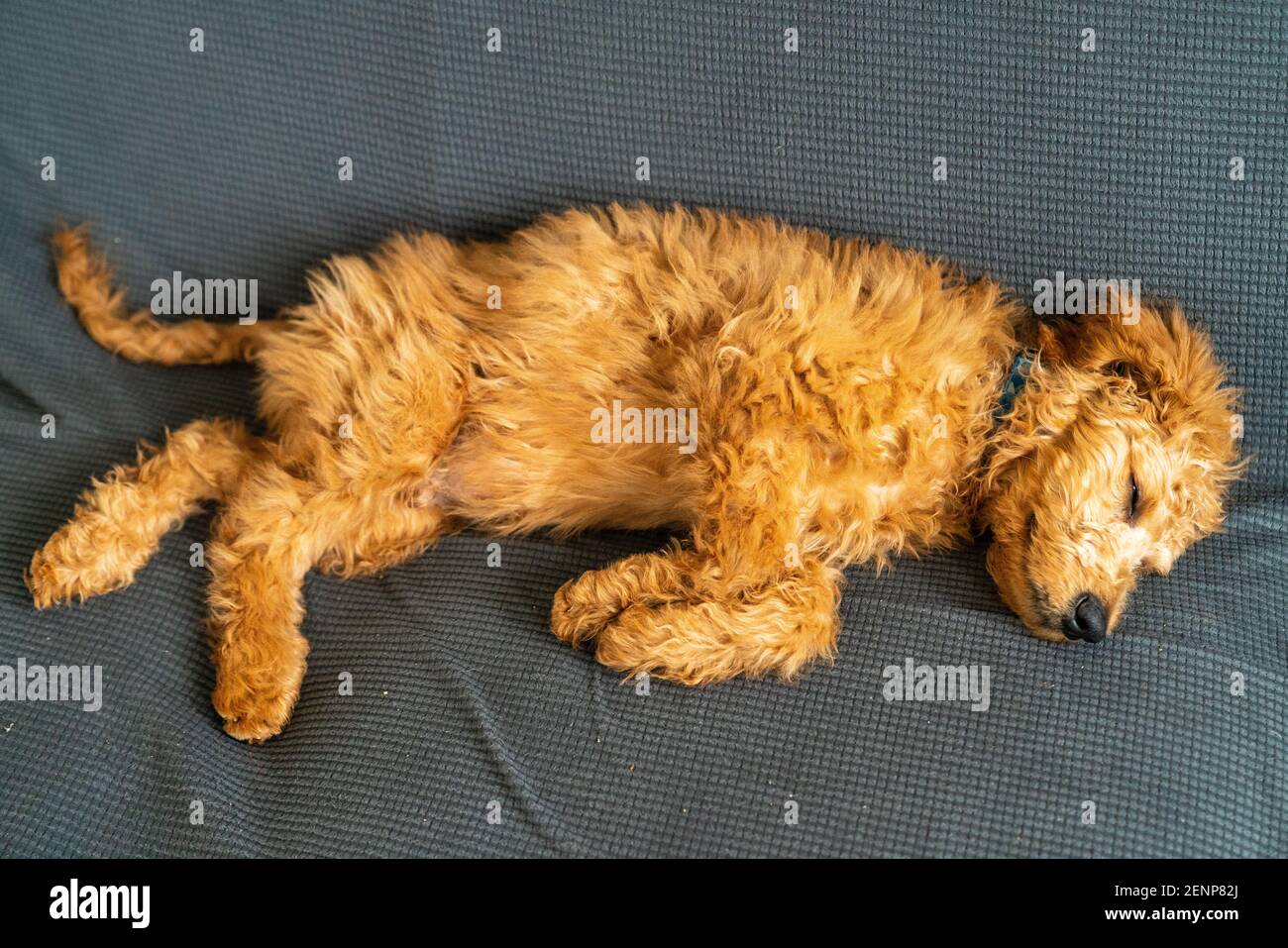 cucciolo di goldendoodle giovane che napping Foto Stock