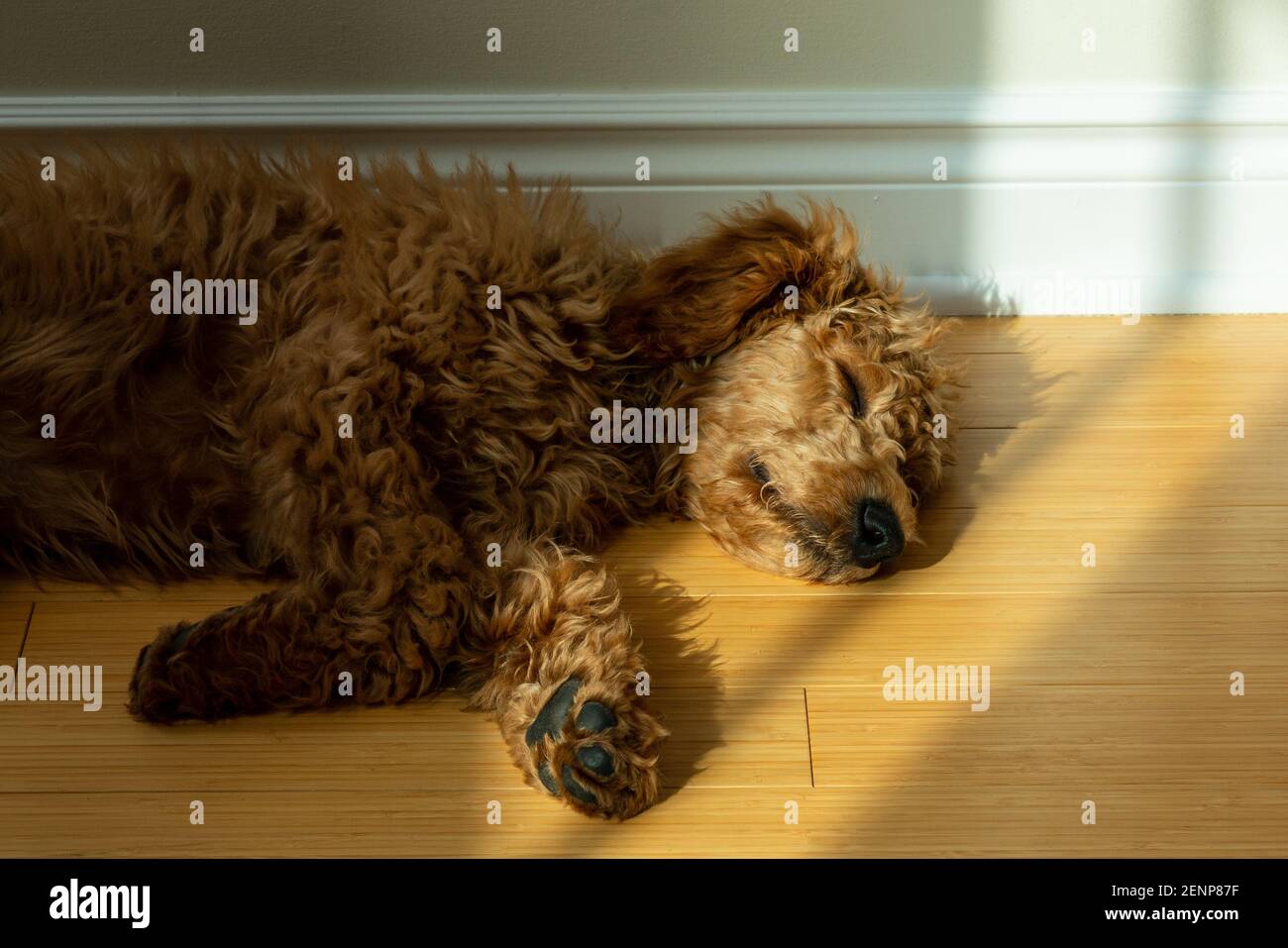 cucciolo di goldendoodle giovane che napping Foto Stock