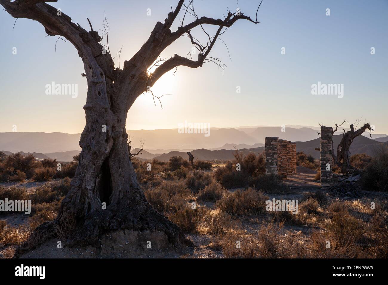 Vecchio albero di Olvien morto nel set di film del Tabernas deserto paesaggio Almeria Spagna Foto Stock