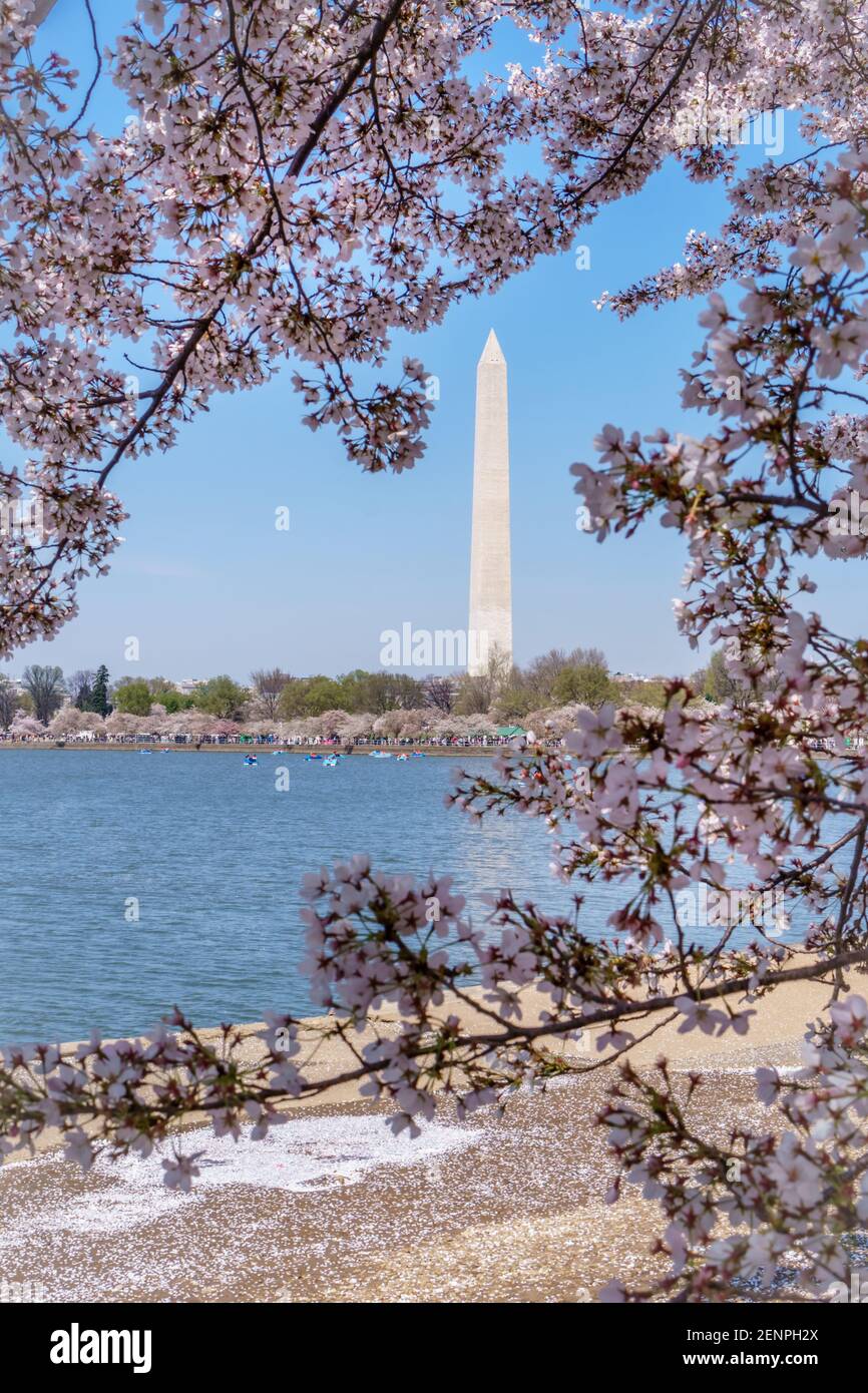 Fiorisce la ciliegia rosa in fiore al Tidal Basin di Washington, DC in primavera con il Washington Monument sullo sfondo. Foto Stock