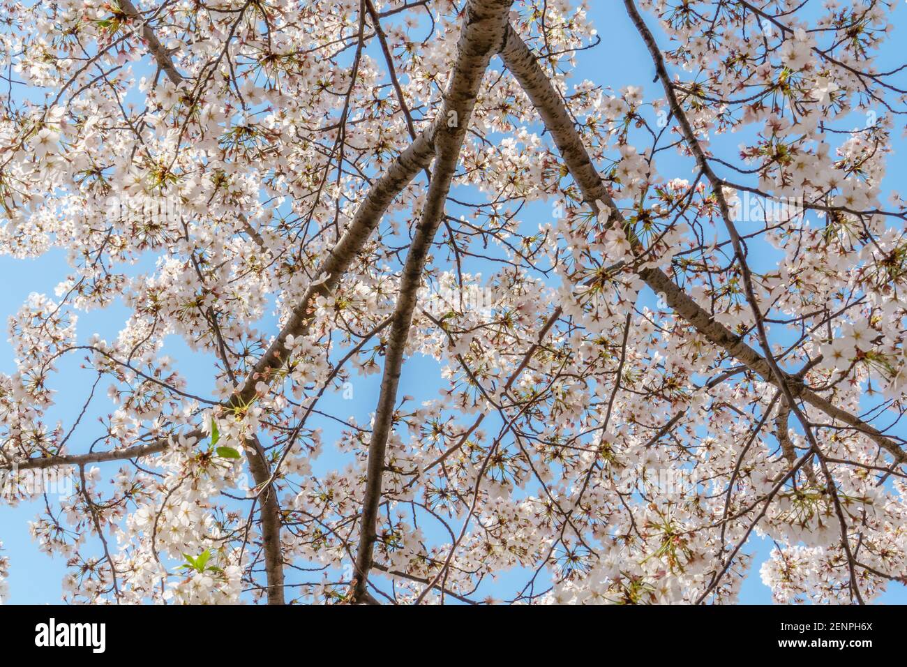 Fiorisce la ciliegia rosa in fiore al bacino di Tidal a Washington, DC in primavera. Foto Stock