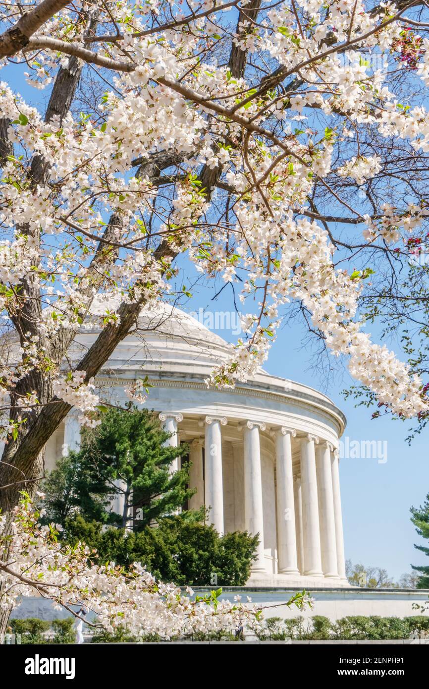 Fiorisce la ciliegia rosa in fiore presso il bacino del Tidal a Washington, DC in primavera con Jefferson Memorial in background. Foto Stock