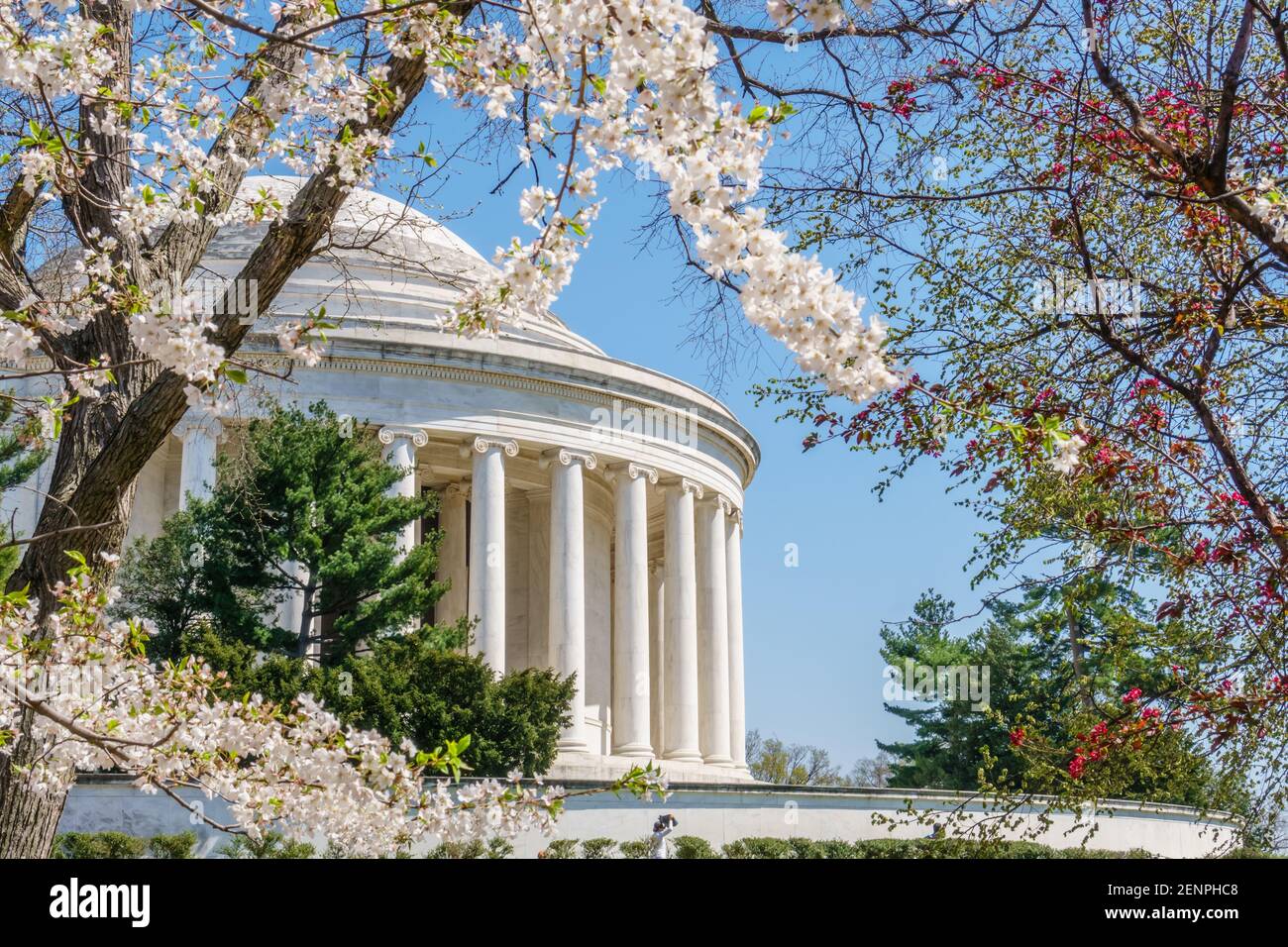 Fiorisce la ciliegia rosa in fiore presso il bacino del Tidal a Washington, DC in primavera con Jefferson Memorial in background. Foto Stock