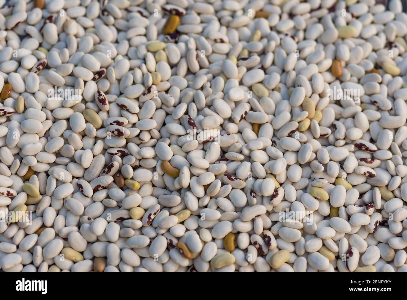 Germogli di fagioli di rene su heap. Cumulo di semi grezzi secchi di haricot (Phaseolus vulgaris) come sfondo naturale. Primo piano della macro. Fattoria biologica Foto Stock