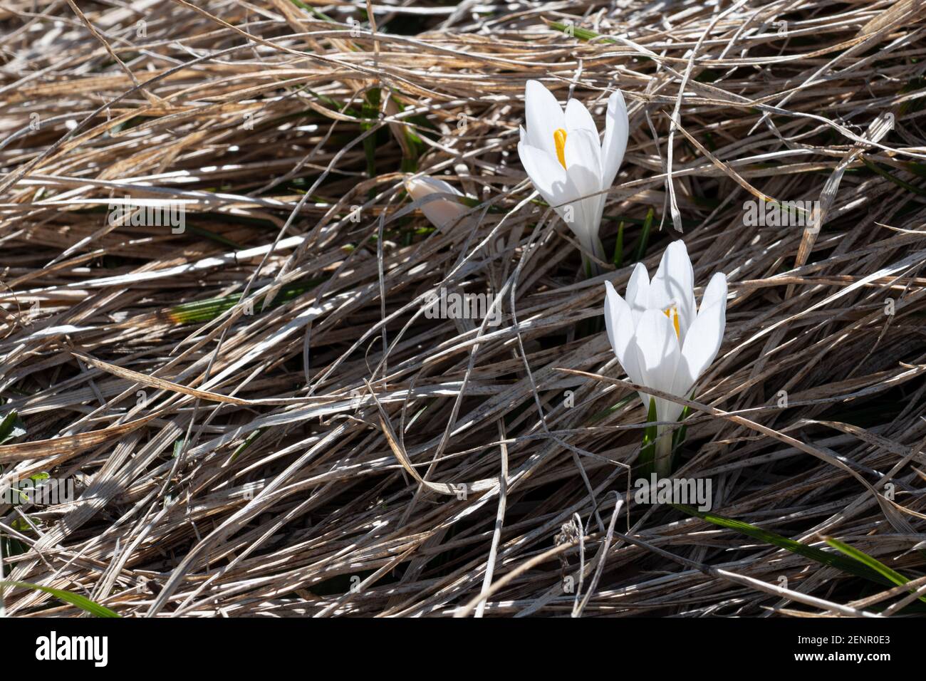 Crocus bianco e violetto che fiorisce sul monte Loser in primavera, Ausseerland, Salzkammergut, Austria Foto Stock
