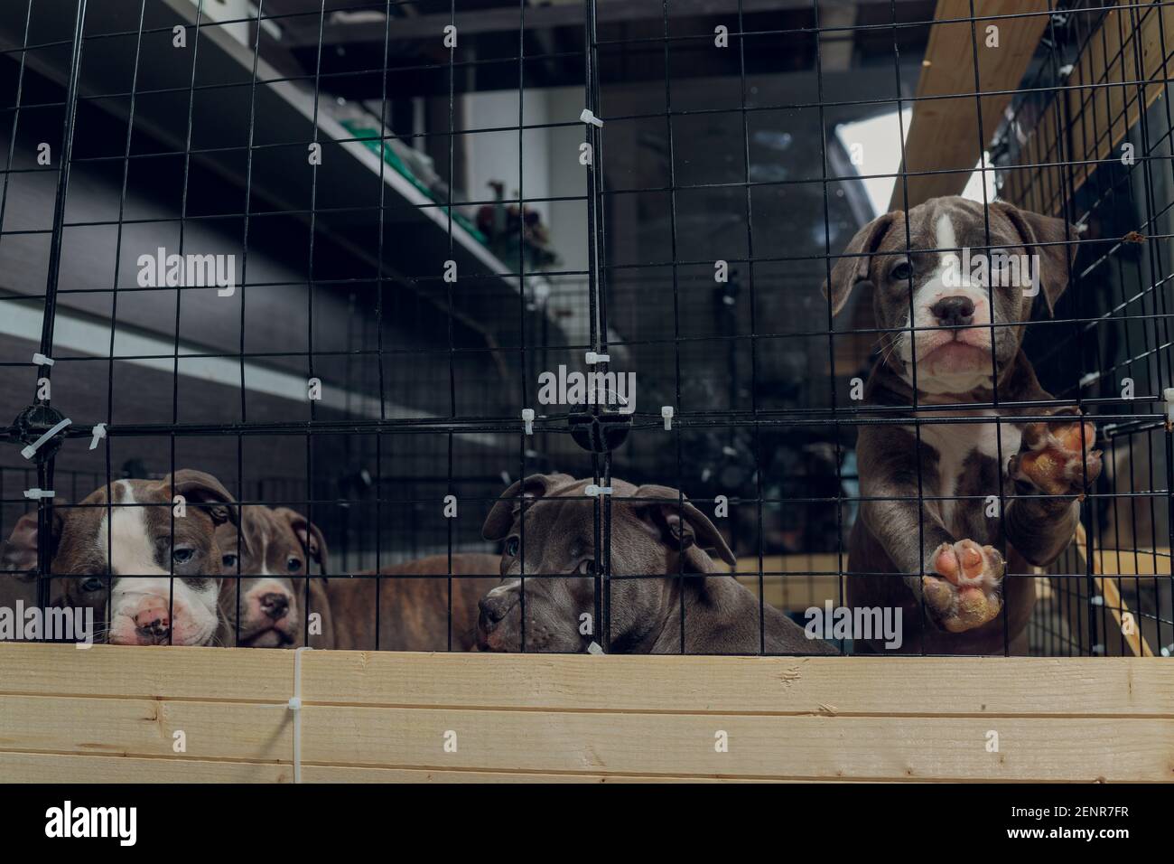 cuccioli di pitbull all'interno di una gabbia in un rifugio Foto Stock