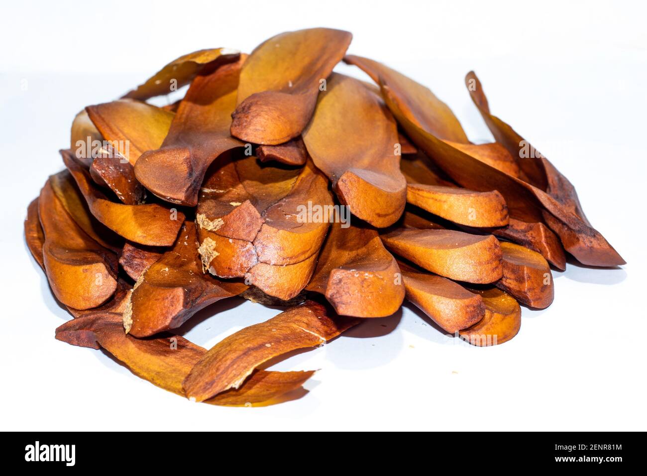 Mogano o Meliaceae Flower Stand legno solido fiore cinese stile Levati in piedi come il fiore verde della base dell'acquario del vaso di fiore Foto Stock