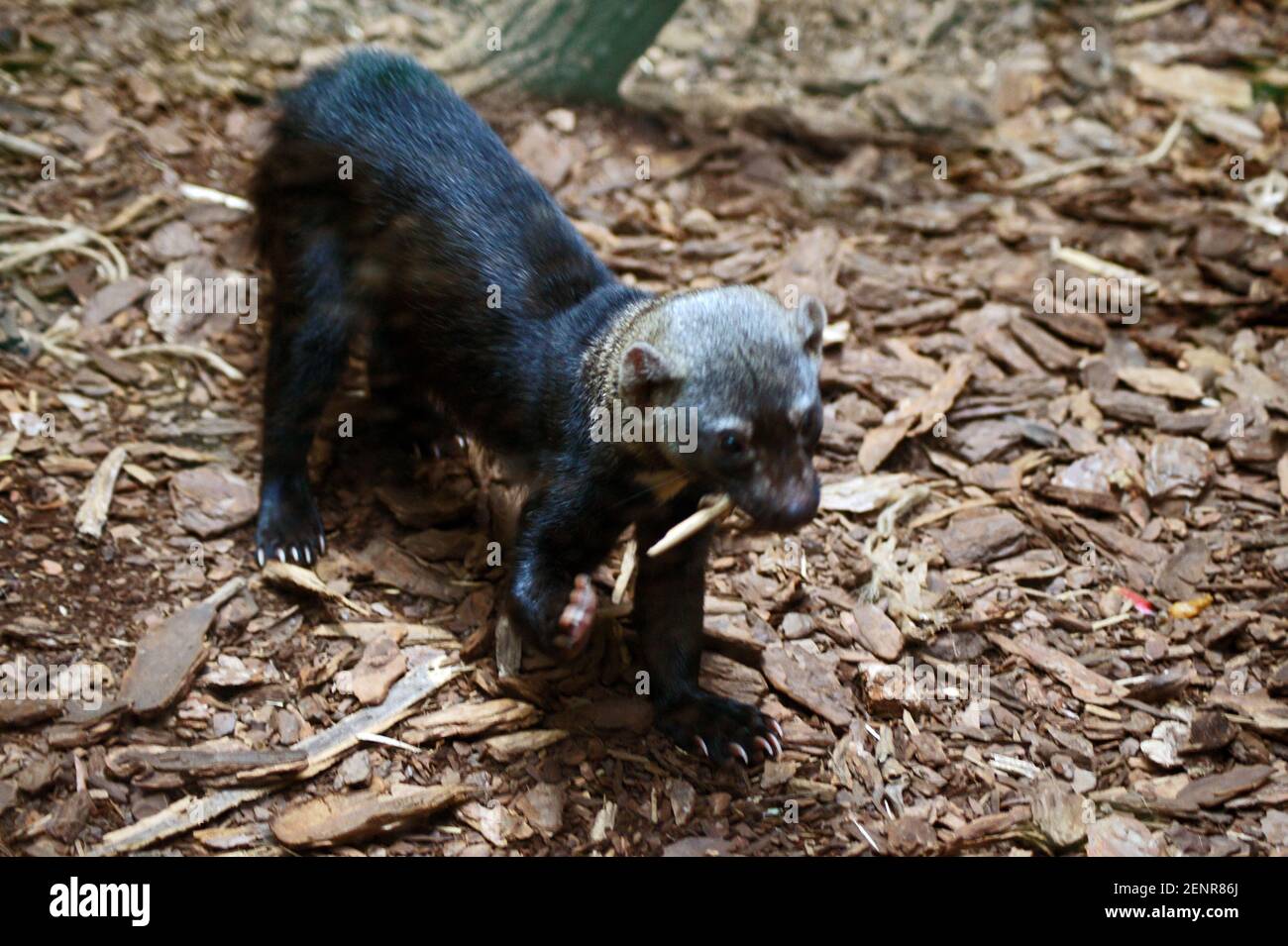 Giocare Tayra aka Hirara- la più grande martora in stile weasel Foto Stock