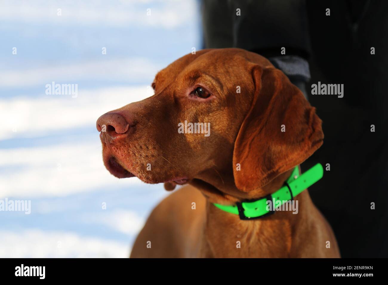 Verticale. Il hound ungherese. Un cane da caccia. Vista laterale. Un animale domestico. Il muso del cane: Lunghe orecchie affoganti, naso marrone, occhi marroni. Primo piano. Foto Stock