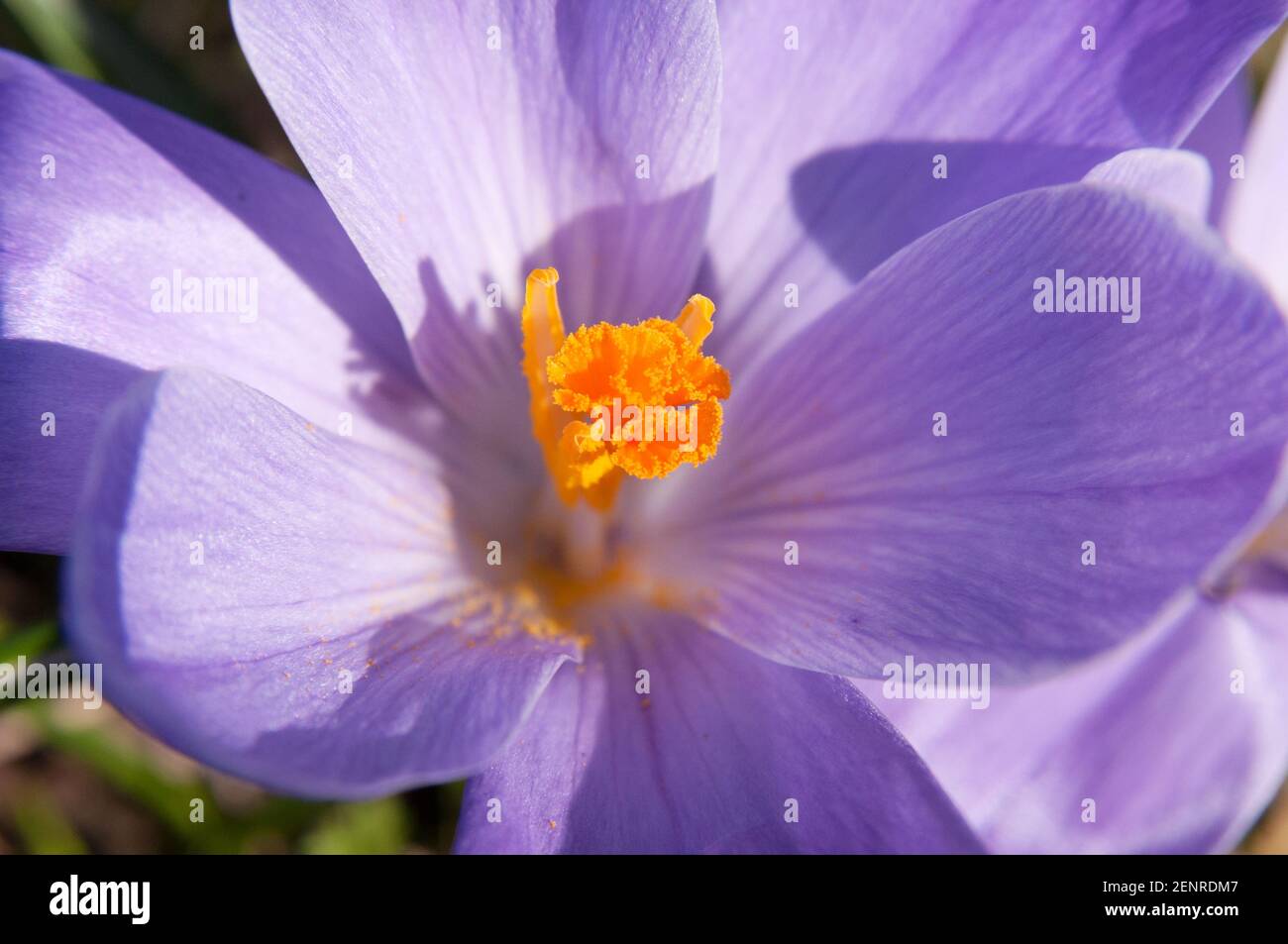 Vista dall'alto su un fiore di crocus viola in fiore la parte centrale dell'immagine Foto Stock