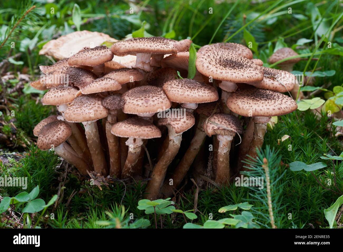 Funghi commestibili Armillaria ostoyae nella foresta di abete rosso. Conosciuto come funghi al miele o funghi al miele scuro. Funghi selvatici che crescono in erba. Foto Stock