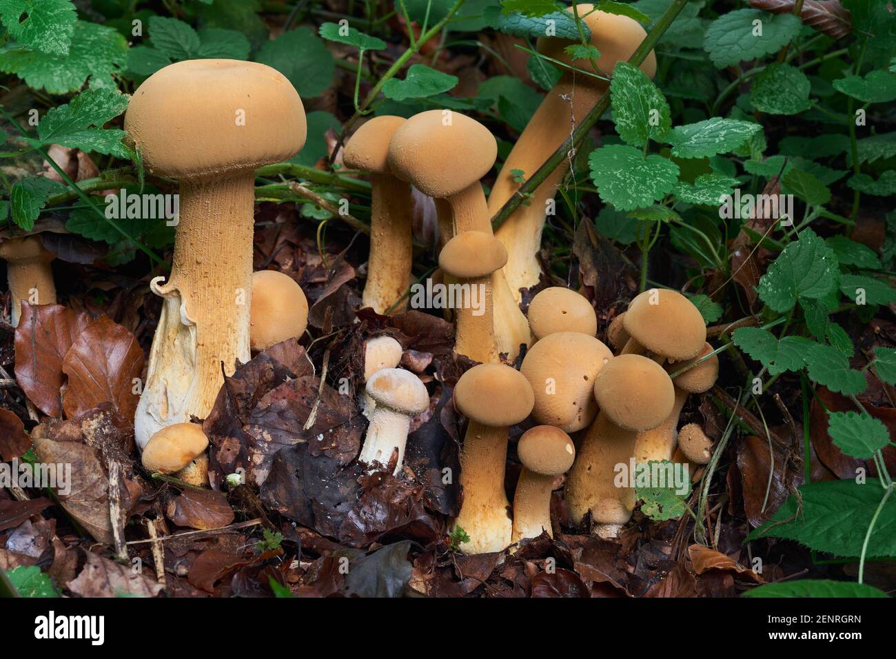 Raro fungo Phaeolepiota aurea nella foresta. Conosciuto come bootleg dorato o cappello dorato. Funghi selvatici che crescono in ortica. Foto Stock